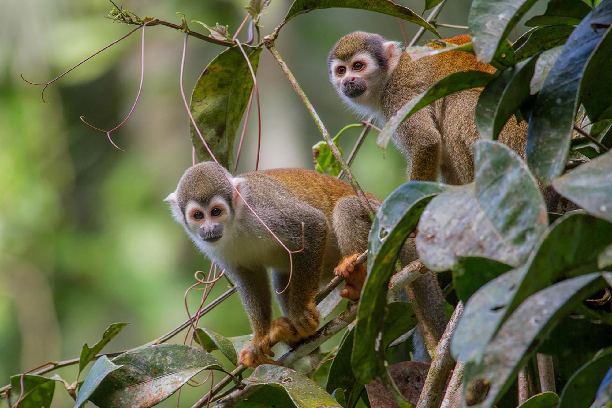 La Selva Amazon Ecolodge&Spa Providencia Esterno foto