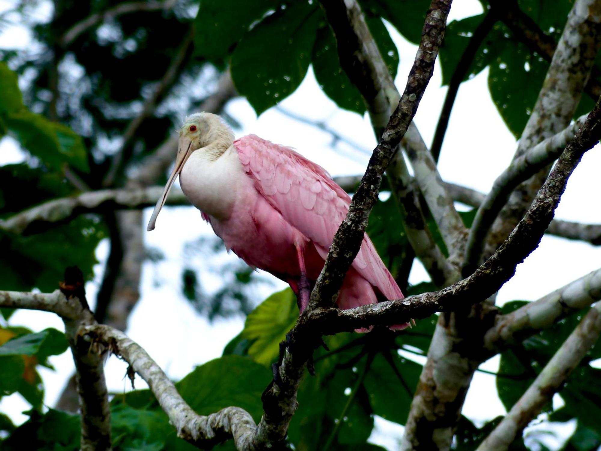 La Selva Amazon Ecolodge&Spa Providencia Esterno foto